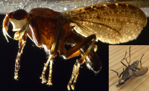 Euthycera cribrata
